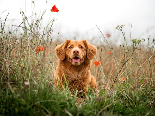 Springtime pet safety tips