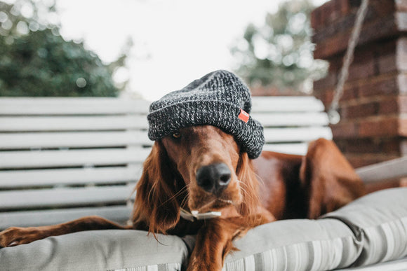 Winter pet care
