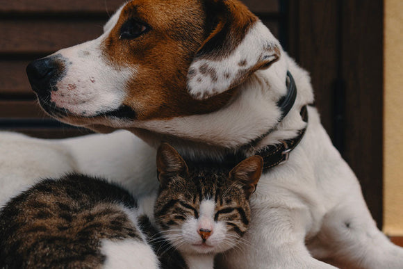 Do I really need pet insurance???