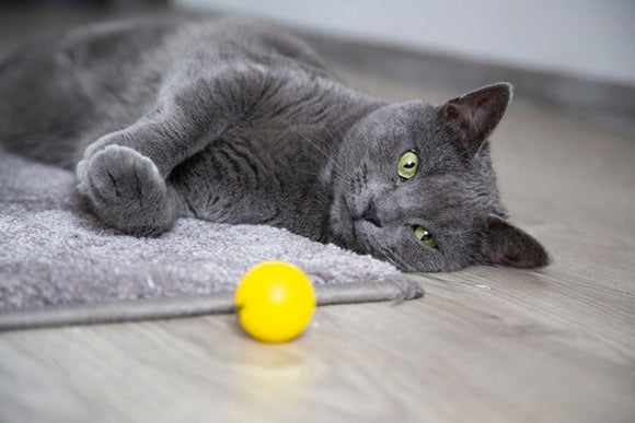 Cat play: 6 reasons to play with your kitty