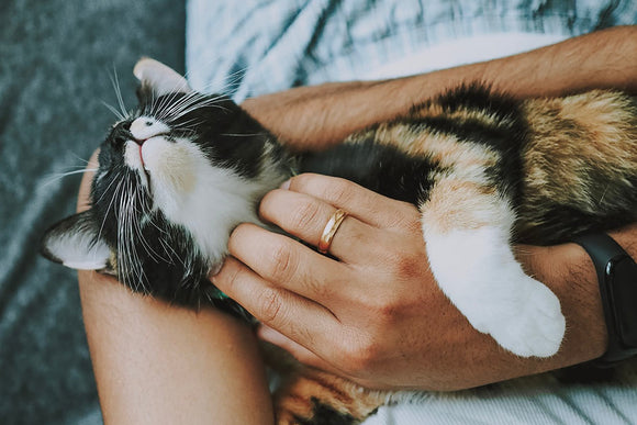 How to be an eco friendly cat owner
