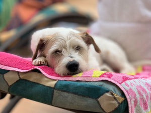How to recognise a pet emergency